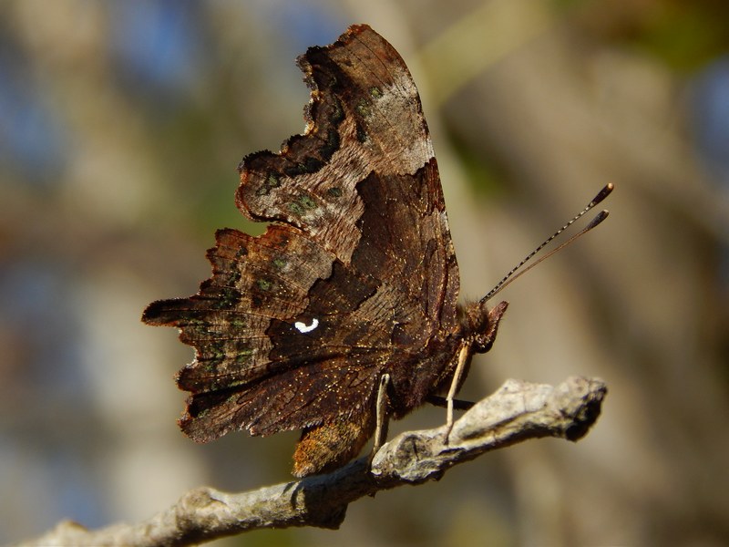 Polygonia c-album : le ultime ...